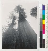 Look up along trunk of the Atkinson Tree on Redwood Highway near Jordan Creek bridge. Reported to be 212 ft. to first limb. About 7 ft. diameter at breast height. Dedicated to "Mary Atkinson, Pioneer in Saving California Redwoods". Neighboring dead tree is about 8 ft. diameter at breast height (Sound at butt). McLLIEA. Aug. 12, 1956. E.F