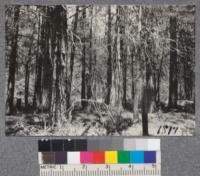 Califorest Sample Plot #1, Meadow Valley, 1920. Located near Forest Service tool cabin