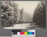 Siesta Valley plantations 14 years old. 1920. Monterey Pine (left) Casuarina equisetifolia (background) grown up from old nursery school, spaced 1 1/2 x 4 feet