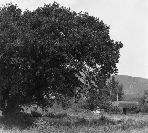 Tree at the Catalina Verdugo adobe