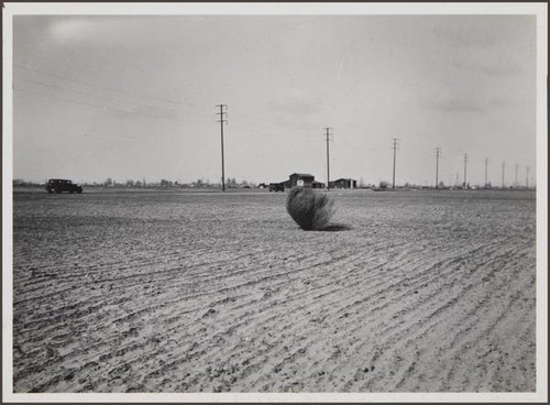 Rolling tumbleweed