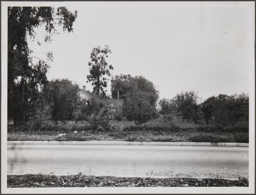 Orange orchard east of San Marino Avenue