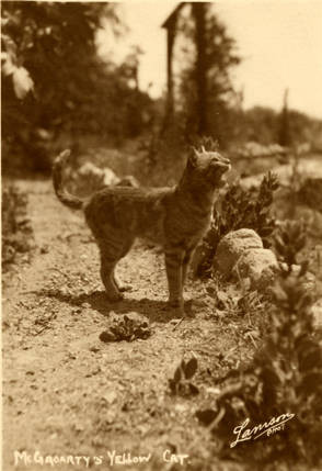 John Steve McGroarty's famous yellow cat