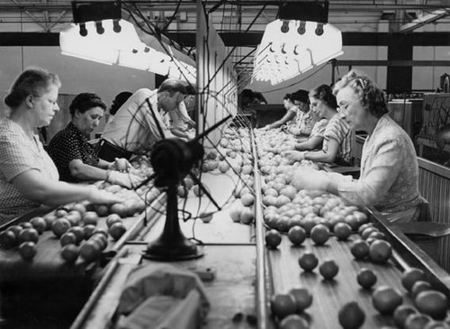 Orange sorting, Canoga Citrus Association packing house, Canoga Park, circa 1935-1945