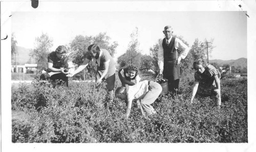 Waters family picking tomatoes, San Fernando, circa 1938