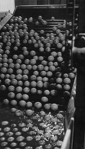 Washing oranges, circa 1935-1945