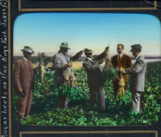Sugar beets at Van Nuys Park, Van Nuys, circa 1911-1914