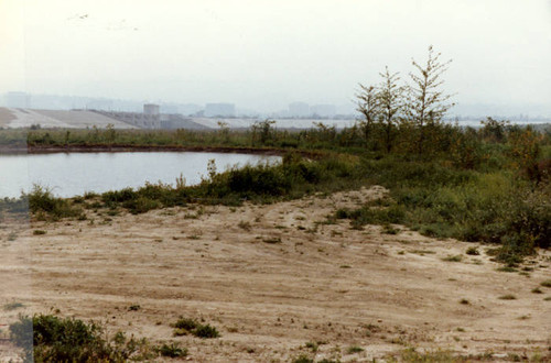 Pond at the Sepulveda Wildlife Reserve, 1981