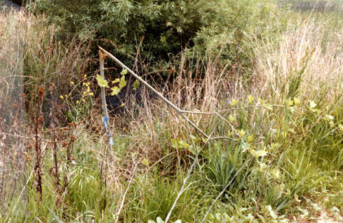 Vegetation at the Sepulveda Wildlife Reserve, 1981