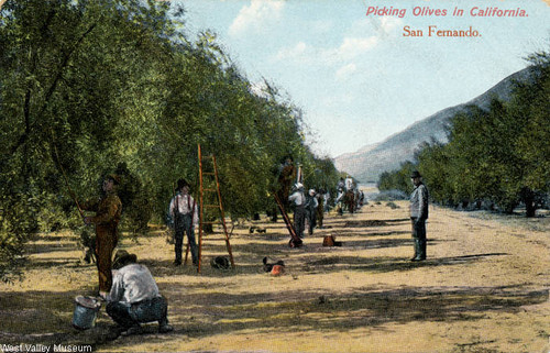 Picking olives in San Fernando, 1907