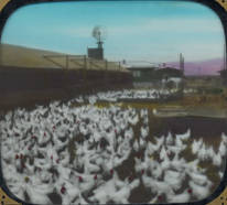 Chicken Ranch, Owensmouth, circa 1911-1914