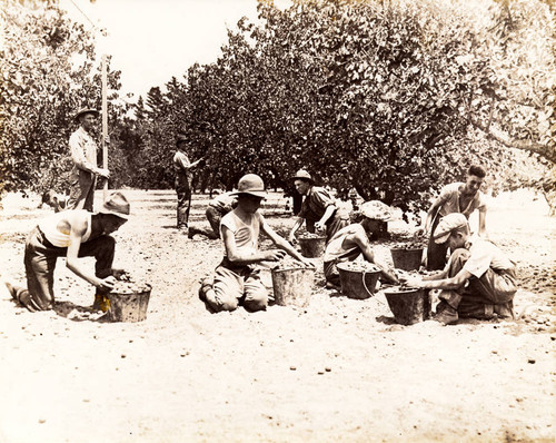 Fruit pickers, North Hollywood, 1920's