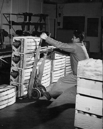 Orange crate stacking, Canoga Citrus Association packing house, Canoga Park, circa 1935-1945