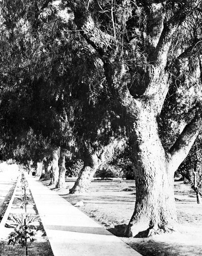 Trees along Lankershim Boulevard, 1915