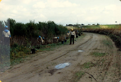 Sepulveda Wildlife Reserve planting, 1981