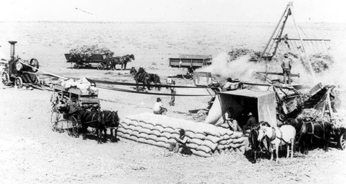 Threshing dried lima beans, circa 1900