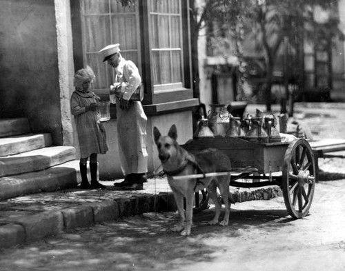 Milk delivery in the Lankershim, Calif