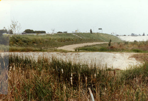 Pond at the Sepulveda Wildlife Reserve, 1981