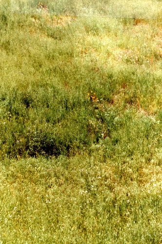 Vegetation at the Sepulveda Wildlife Reserve, 1981