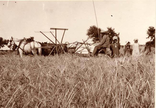 Thresher machine at the Daic Ranch, 1908