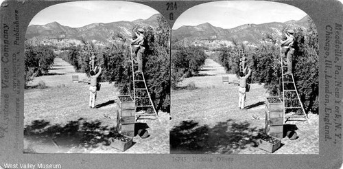 Stereoscopic photographs, olive harvesting, Sylmar, circa 1910