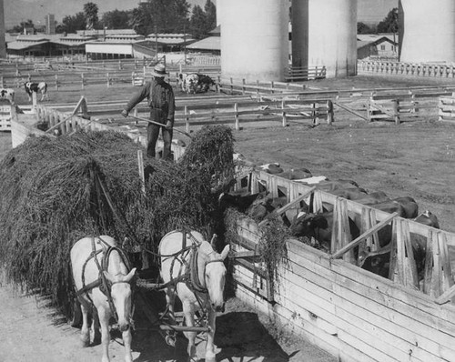 Adohr Farms feeding their milk cattle, circa 1935-1937