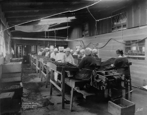 Adams Olive Cannery, Sunland, circa 1920