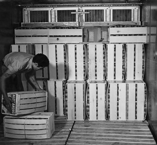 Orange crate stacking, Canoga Citrus Association packing house, Canoga Park, circa 1935-1945