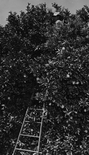 Harvesting oranges, circa 1935-1945