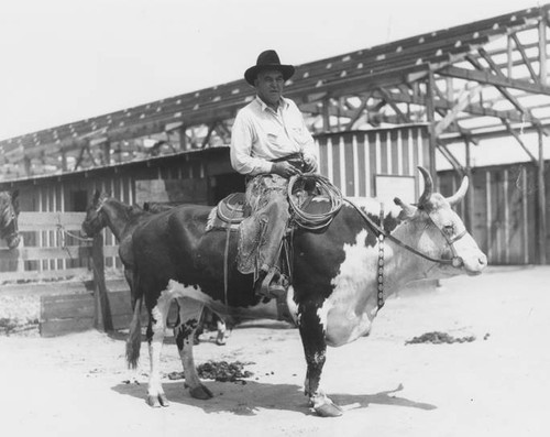 James Jeffries on a steer