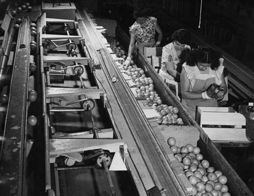 Packing oranges, circa 1935-1945