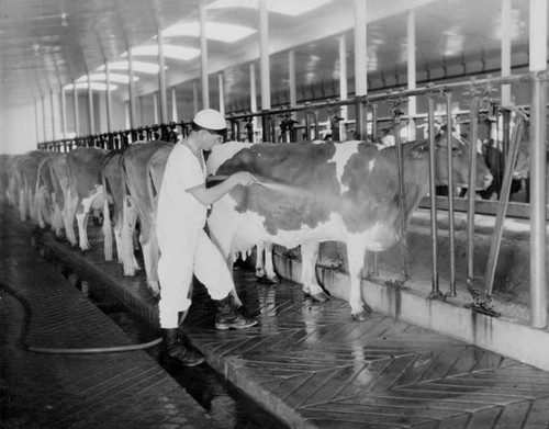 Adohr Farms milking barns, circa 1936