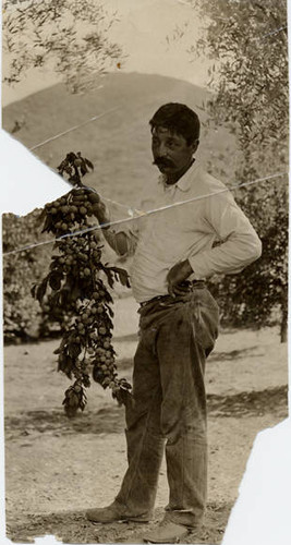 Orchard worker, Begue Ranch, Tujunga, circa 1900-1920
