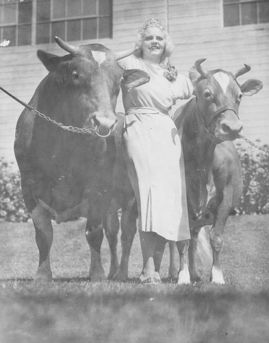 Miss Angela Ficker posing with Adohr Farms Grand Champion Guernseys, circa 1935