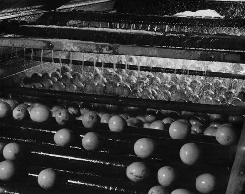 Waxing oranges, circa 1935-1945