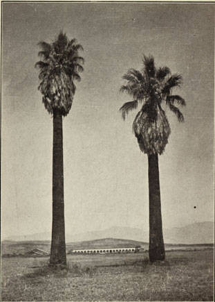 Palms Trees in Mission Hills, around 1920