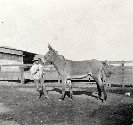 Peter Amestoy with Rancho Los Encinos work mule around 1908