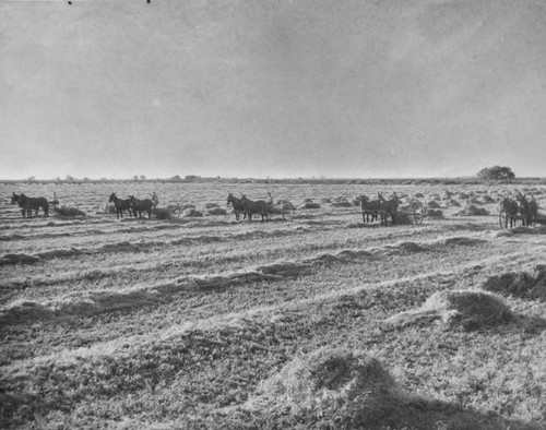 Adohr Ranch alfalfa fields in Buttonwillow, California, circa 1936