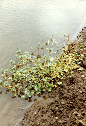 Pond at the Sepulveda Wildlife Reserve, 1981