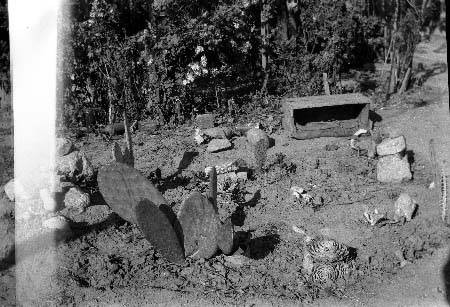 Cactus garden in Zelzah, 1926