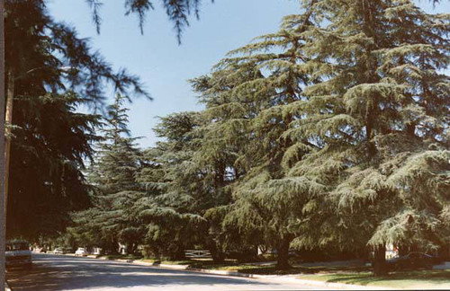 Deodar cedars on White Oak Avenue, circa 1940s