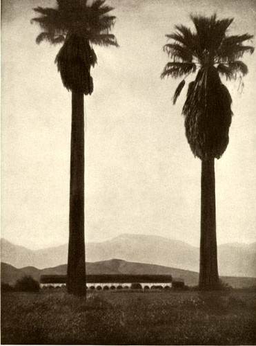 Giant Palms near the San Fernando Mission, 1912