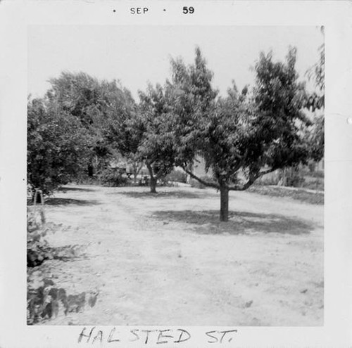 Peach Trees at the Gallardo home in Northridge