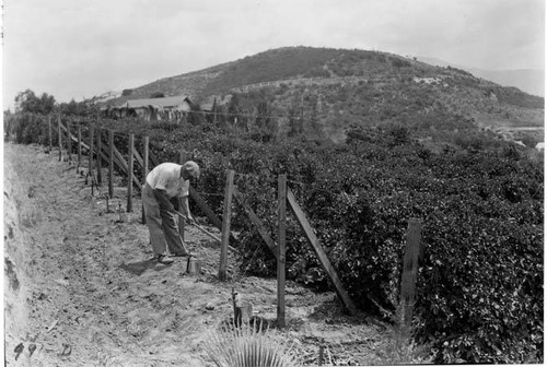 Farmland, Tujunga area, circa 1930