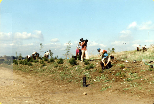 Sepulveda Wildlife Reserve planting, 1981