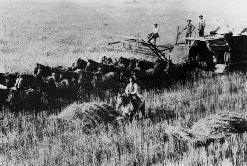 Wheat farming, San Fernando Valley, circa 1900
