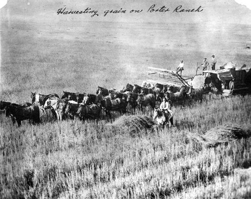 Harvesting grain on Porter Ranch