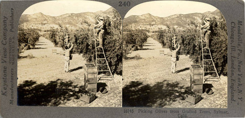 Stereoscopic photographs, olive harvesting, Sylmar, circa 1910