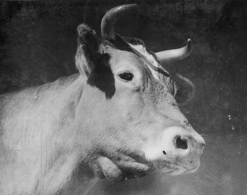 Linetta, champion Guernsey dairy cow from Adohr Farms, circa 1937