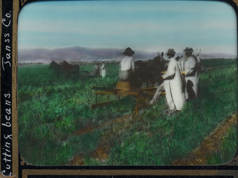 Harvesting beans at Van Nuys Park, circa 1911-1914